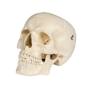 Adult human skull