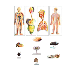 Organic model pulmonary, cardiac, venous, renal and nervous system