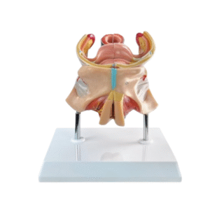 Anatomical model of female genitalia