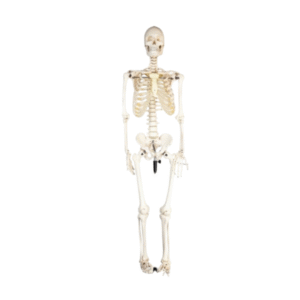 Full size human skeleton