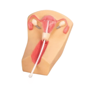 Zoe for IUD Insertion and Removal
