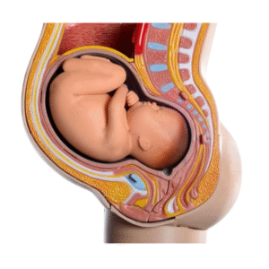 Full-term fetus model