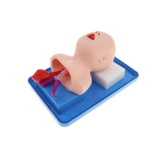 Newborn intubation head