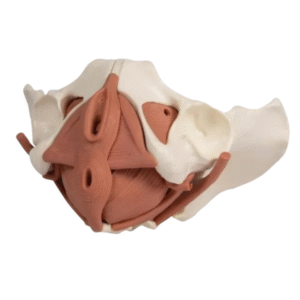 Female bony pelvis with pelvic floor
