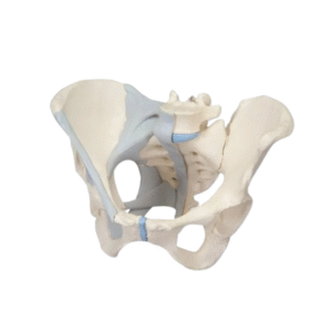 Three-piece female bony pelvis